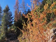 PIETRA QUADRA (2376 m) colorata d’autunno dalle Baite di Mezzeno-4nov24 -  FOTOGALLERY